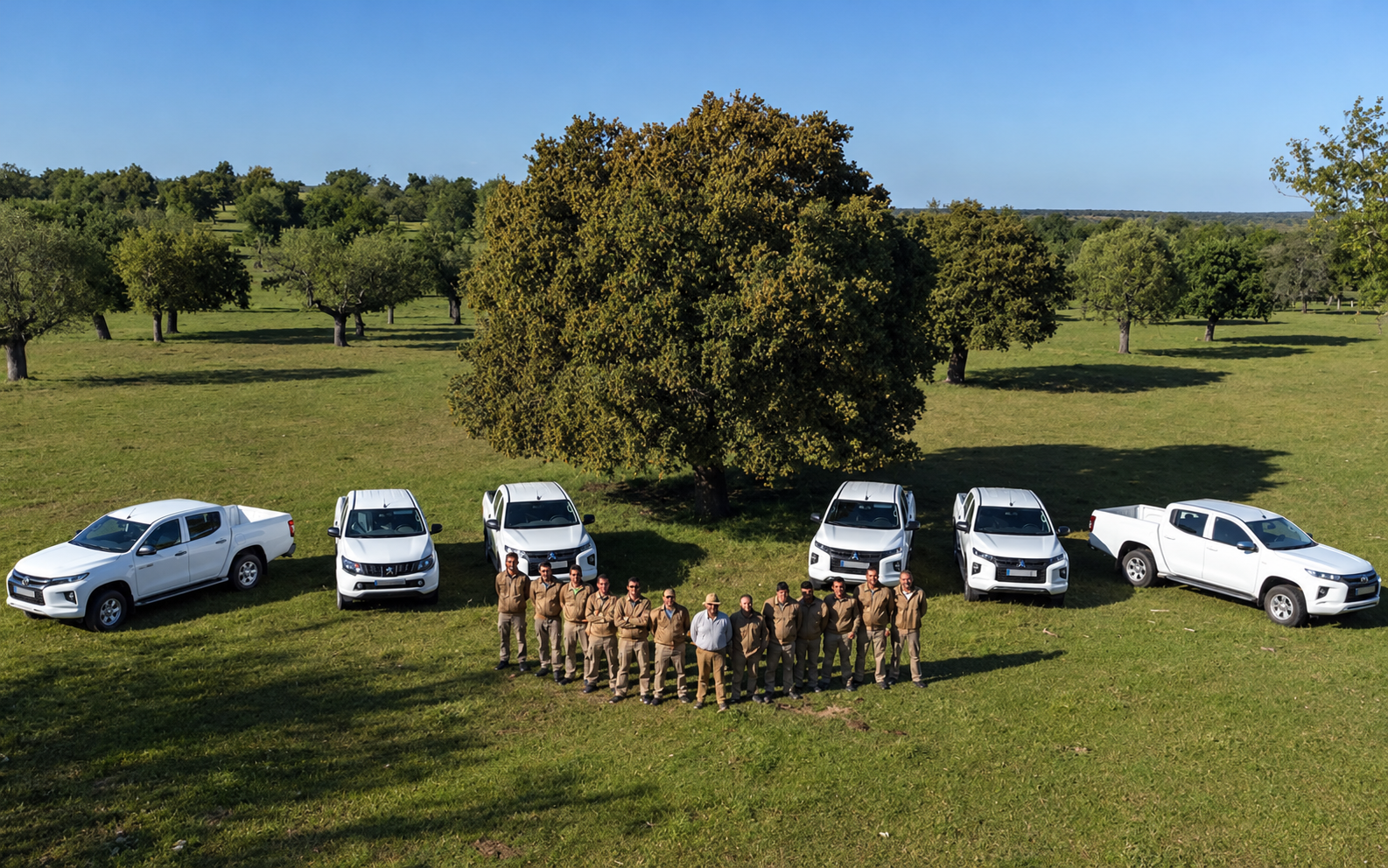 Workers at an Iberian ham estate standing in front of white pickup trucks in a dehesa pasture