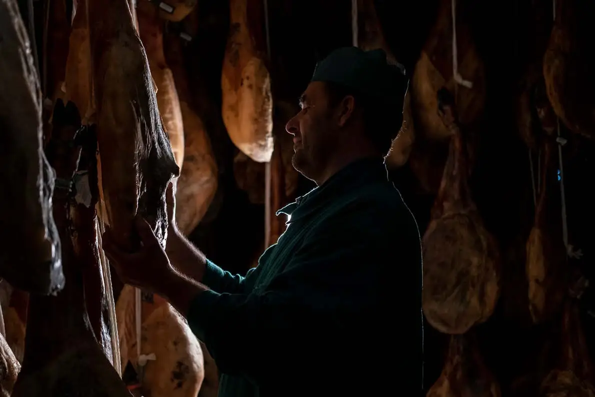 Worker inspecting a cured Iberian ham in a traditional ham curing cellar