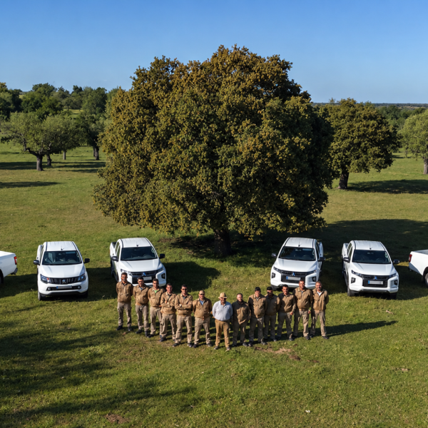 Workers at an Iberian ham estate standing in front of white pickup trucks in a dehesa pasture